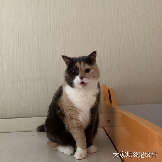 与素颜和解_猫