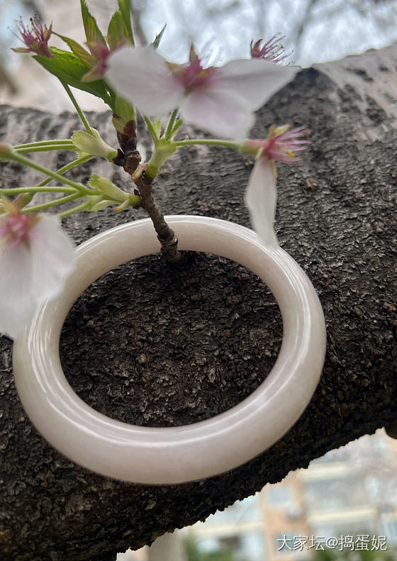 真正是樱花粉了_手镯翡翠