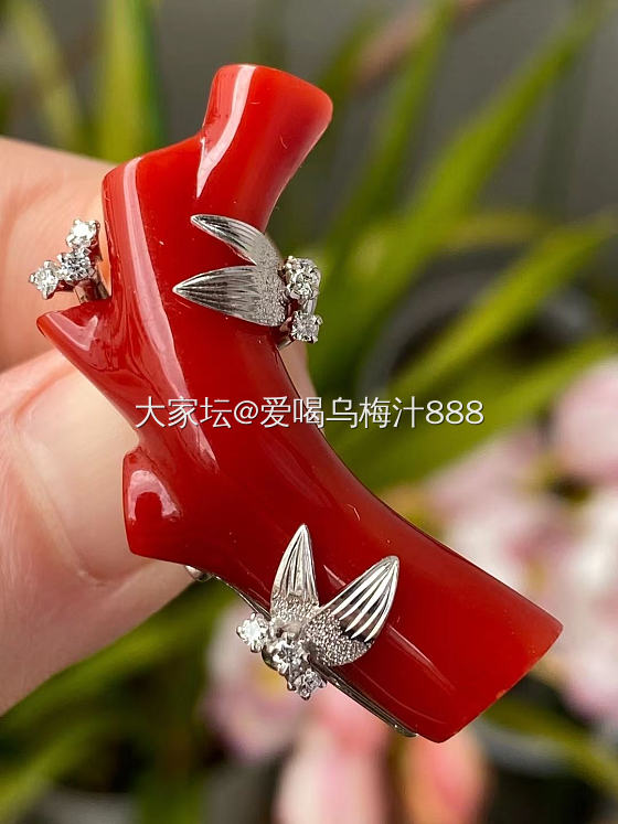 进来就是坑_珍珠珊瑚