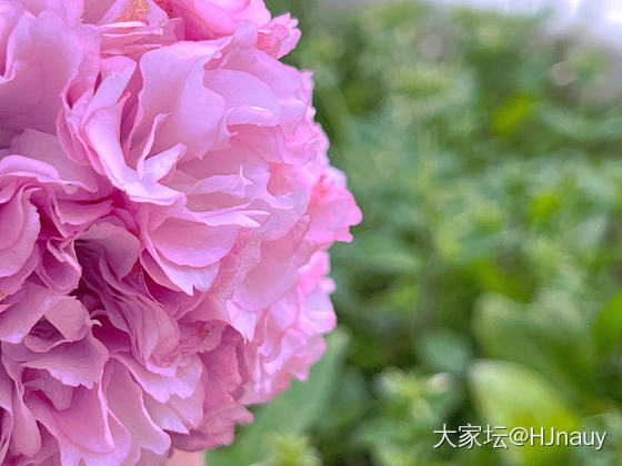 今年清明没有雨纷纷_翡翠