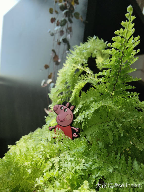 万物皆可爱_植物