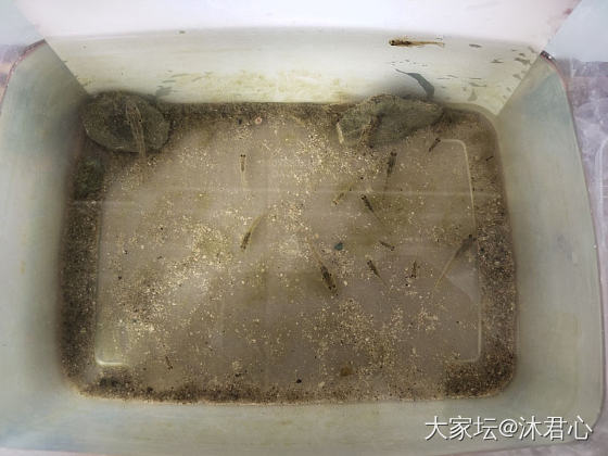 儿子的小鱼_水族类