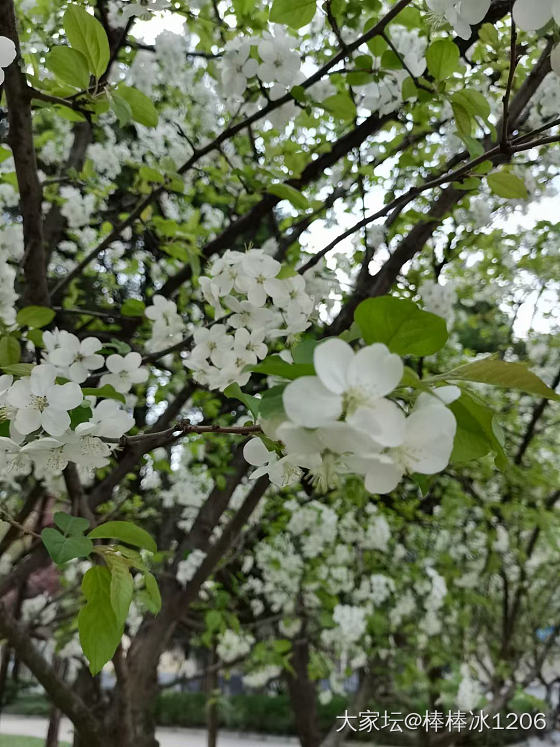 张宝源，三绞丝关，一对61.7克_网店商家银