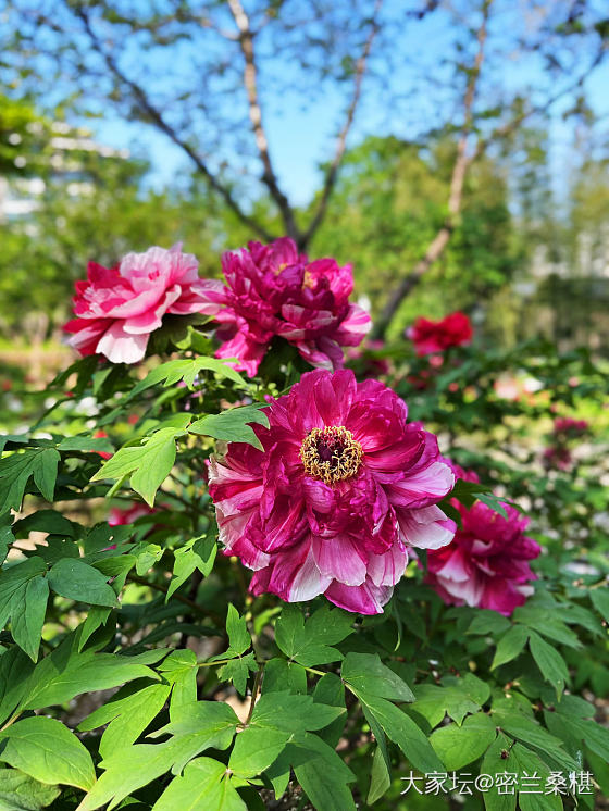 又是一年牡丹季_花