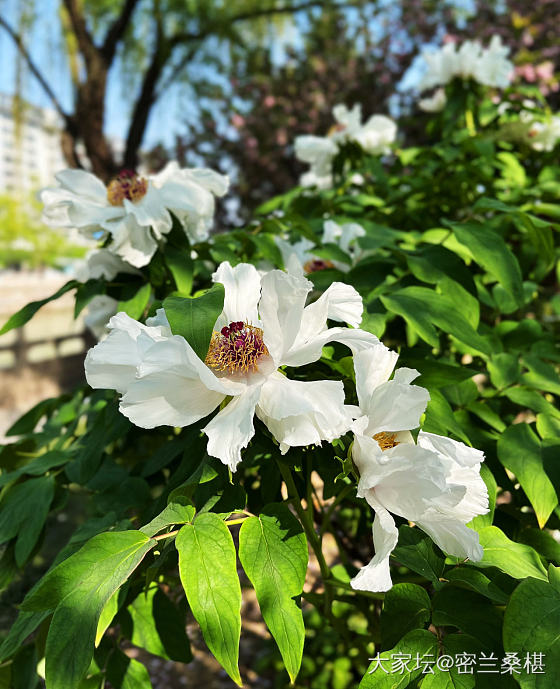 又是一年牡丹季_花