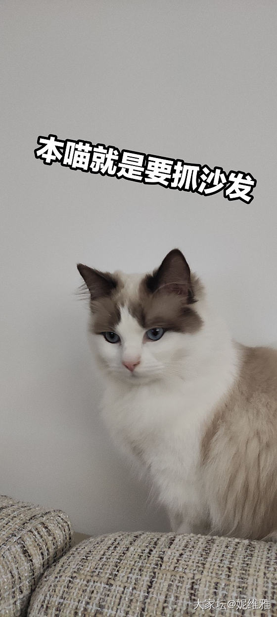 我家猫🐈_猫