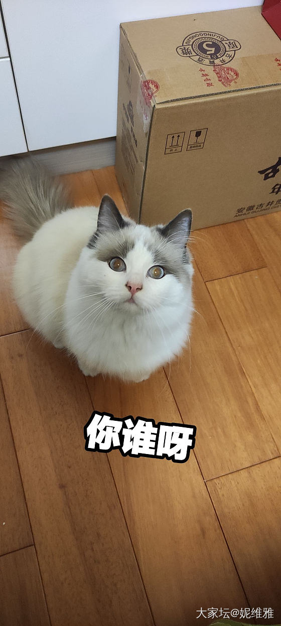 我家猫🐈_猫