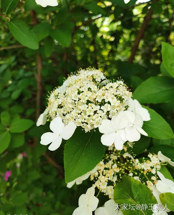 琼花_花