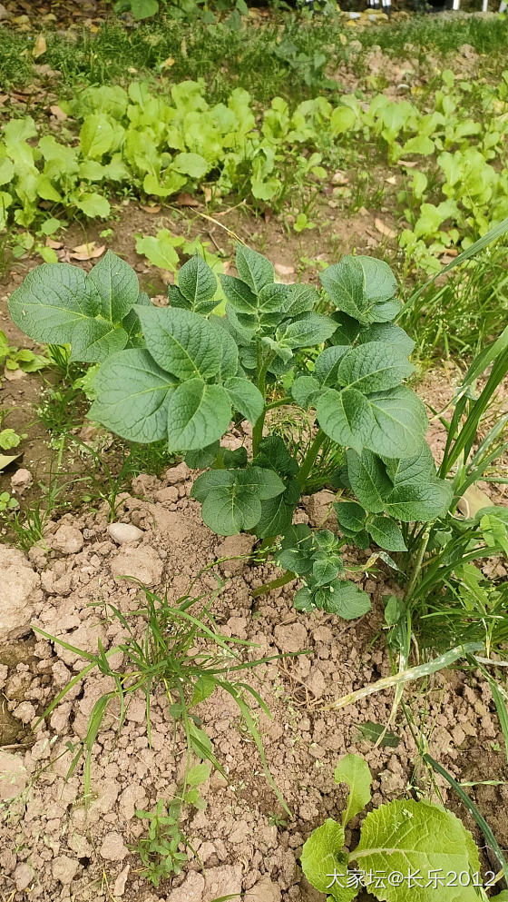 土豆的一生（一）_菜园