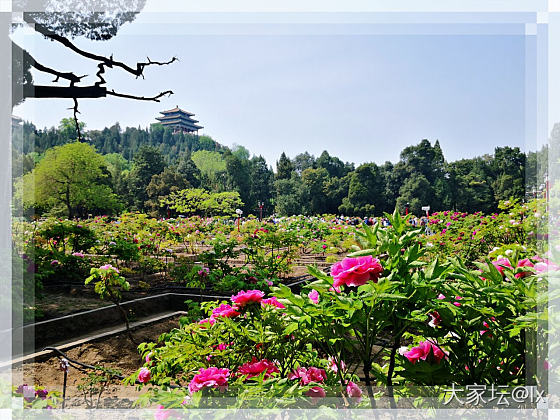 唯有牡丹真国色，花开时节动京城。_花