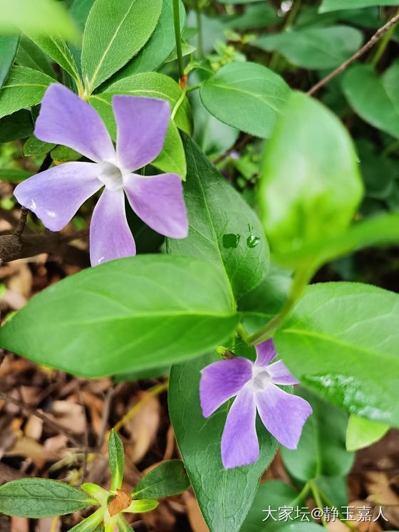 人间芳菲四月天_植物