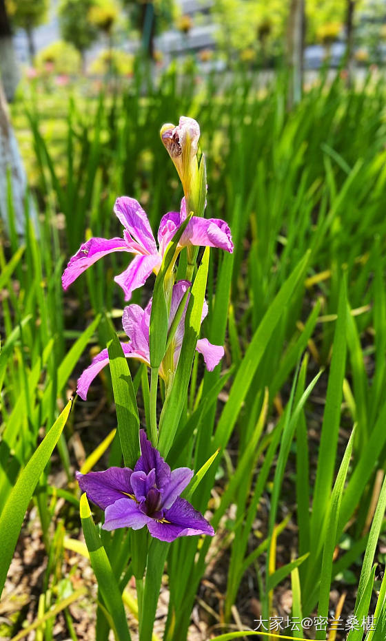 四月芳菲尽_花