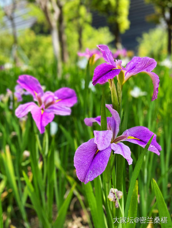 四月芳菲尽_花