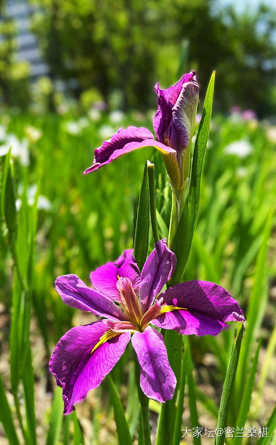 四月芳菲尽_花