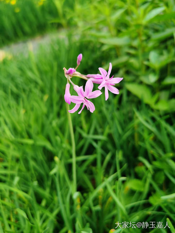 顺手薅了一小瓶_花