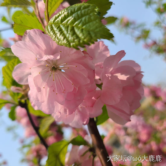 花都开好了_银