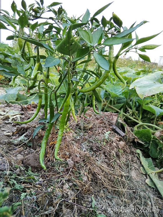 全身攰莱莱，感冒头痛不舒服_植物