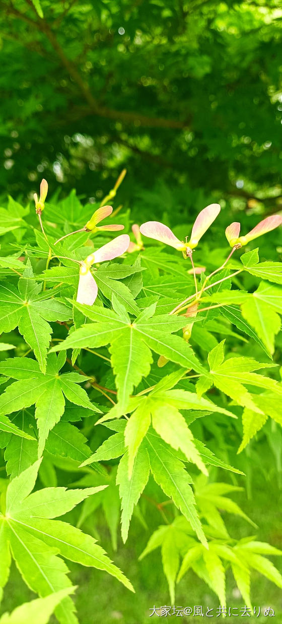 记录封闭一个多月后 第一次出门放风_植物