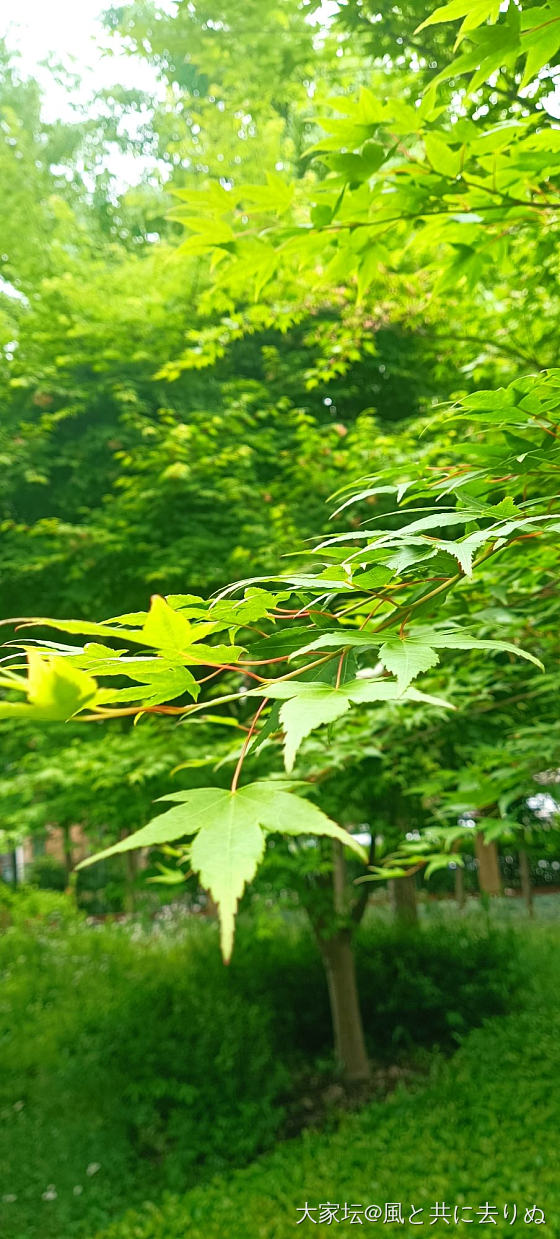 记录封闭一个多月后 第一次出门放风_植物