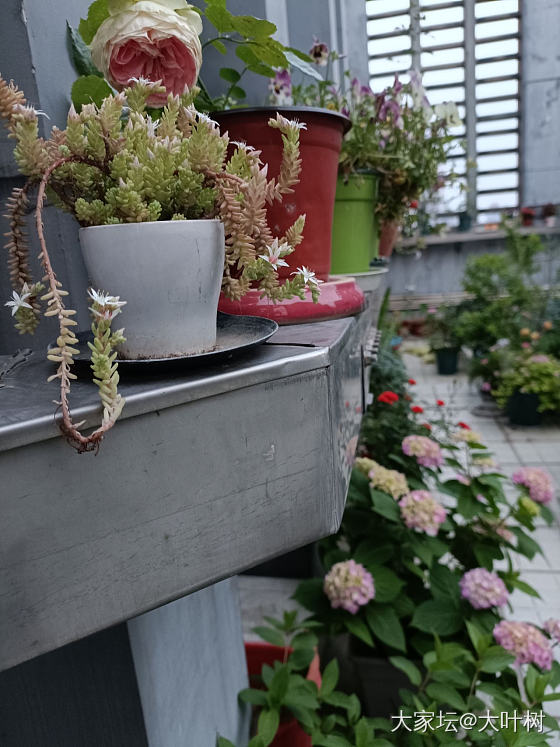 在屋顶花园上一边赏花一边吃烧烤特别美_植物