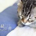 晒一下我家猫咪