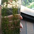 好玩的生态瓶