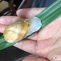 羊脂蜗牛