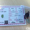 翡翠晴水荧光小叶子，可用耳线做单边耳坠，200出