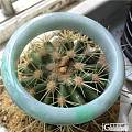 大家帮忙看看这个镯子怎么样，仙不仙，多少合适