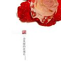 [静物]利用窗口光线创作的“一朵可爱的玫瑰花”欢迎欣赏~