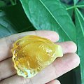 蜜蜡精雕鱼牌，精致牡丹花