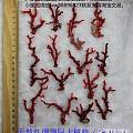 天然红珊瑚阿卡树枝