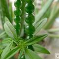 阳绿PK菠菜绿