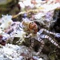 螃蟹拉拉队