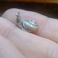 银蜗牛