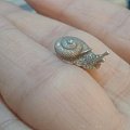 银蜗牛