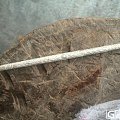 贵州的缠枝推圈快好了
