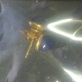 中三入的青金耳钉，说是帝王青，高手看看亏了么？