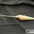 金海螺吊坠从开始设计到成品