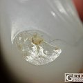 新入手的羊脂白，留不留？