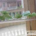 珍藏一手黄加绿葫芦福瓜辣椒