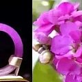 翡翠的各色紫罗兰花语