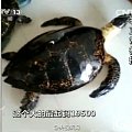 海南非法玳瑁交易：为保持光泽 百岁龟遭开水烫死