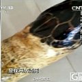 海南非法玳瑁交易：为保持光泽 百岁龟遭开水烫死