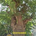 400多年的皂角树