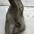 太行陈化崖柏小树随形手把件制作全过程。