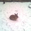 雪中的兔兔