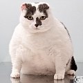 重达73斤的肥猫因体重过大不能自己走动