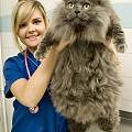 重达73斤的肥猫因体重过大不能自己走动