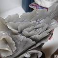 烟青玉白菜，请老师们评个价